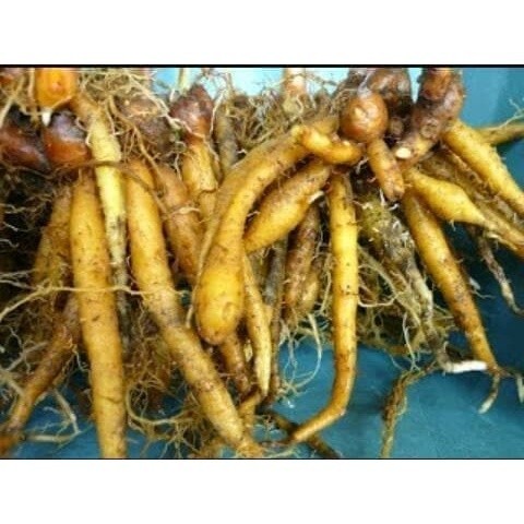 

COD 500grm Temu kunci segar antioksidan alami obat herbal banyak khasiat Terlaris store69 ready