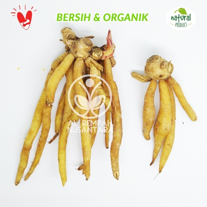 

Temu Kunci 1 kg Segar Organik - Gunung Kidul ready .