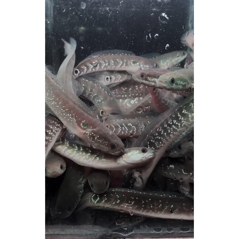 Aquarium Asiatica WS Pure