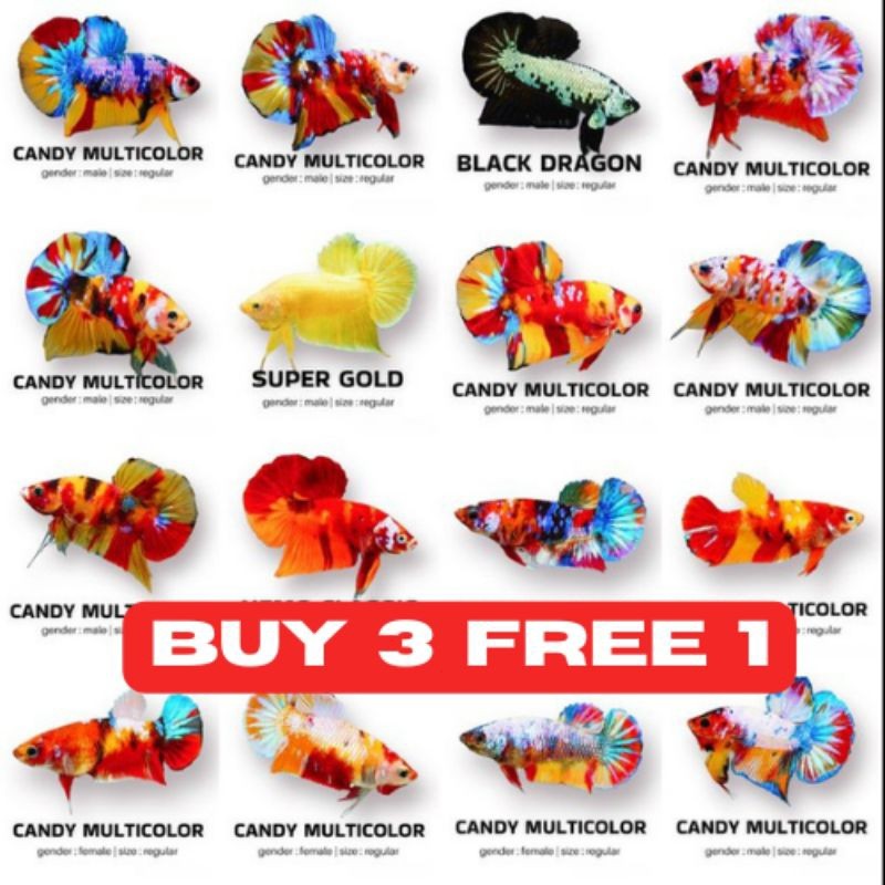 PAKET TERLARIS BARANG REAL REDY CUPANG J4NT4N PELAKAT BERVARIASI HALFM00N, GIANT | CUP4ANG GRADE | O