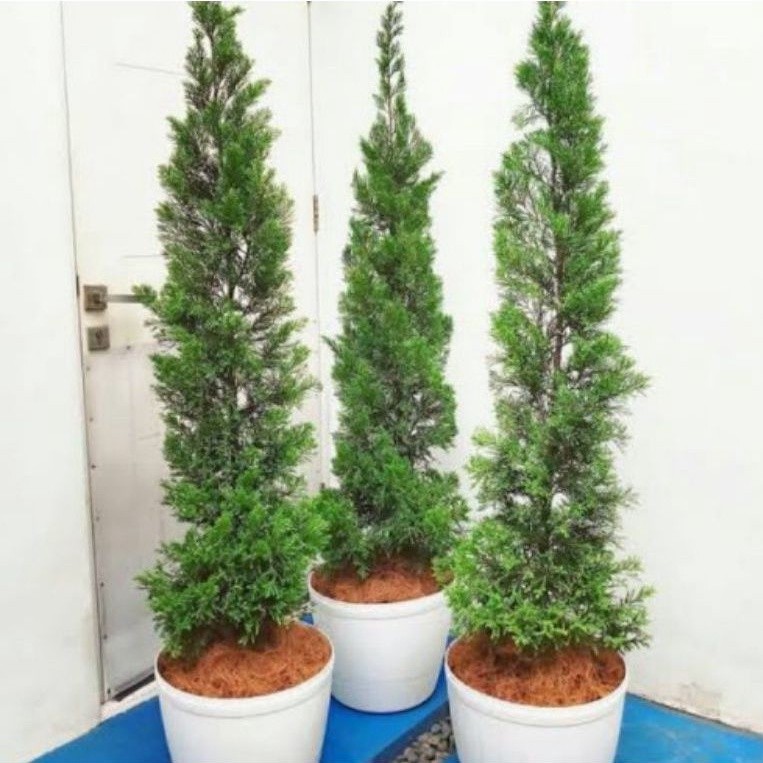 ( BISA COD ) Tanaman Hias Cemara Papua Cemara Lilin Tinggi 1 Meter Pohon Cemara Papua / Tanaman Indo