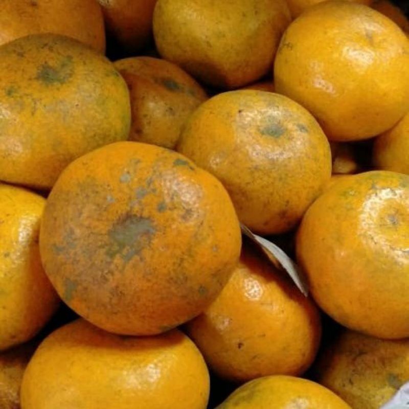 

Buah Jeruk Manis Asli Berastagi