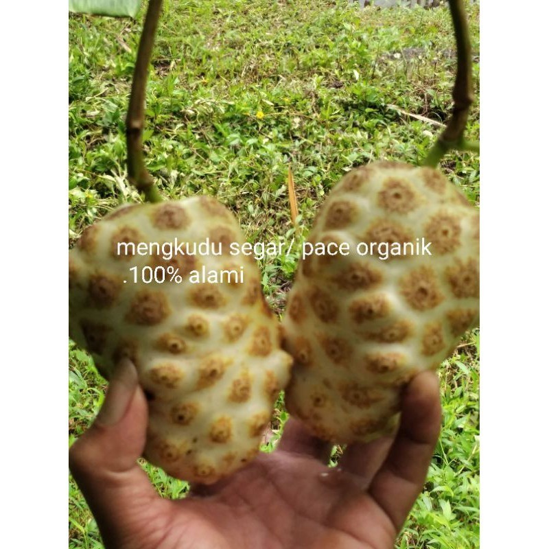 

promo COD - COD Paling Murah 1 Kg Buah Mengkudu Segar Langsung Petik Dari Pohon ready