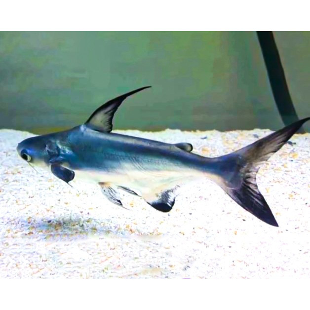 Hiu Air Tawar / Genghis Khan Genghiskhan / Ikan Hias Predator