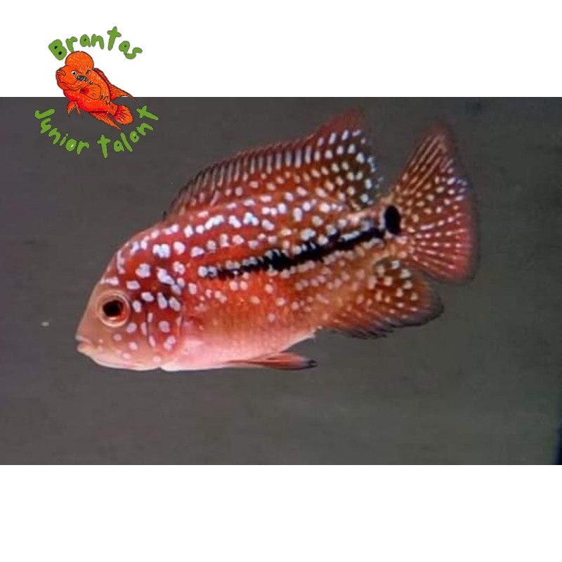 Kebutuhan akuarium BIG UPDATE VIP Burayak Ikan Louhan Kamfa F2 Vrs Series