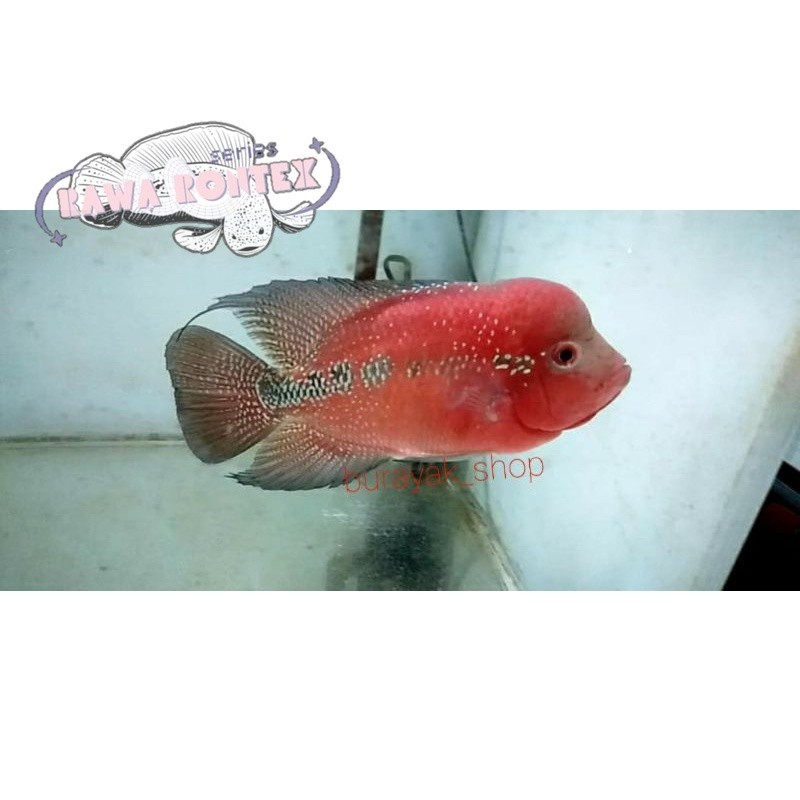 Bisa cod hiyasan akuarium burayak ikan louhan kamfa f1 size 2-3cm Series