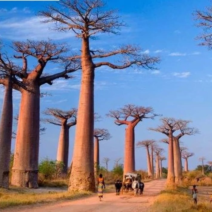 Bibit Baobab / Asem Buto Pohon Tropis Langka Eksotis