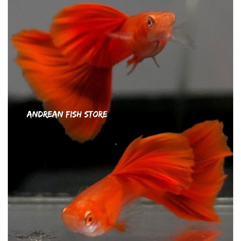 ikan hias guppy AFR (albino full red)hiasan aquarium,kolam dan aquascape sepasang garansi bisa cod