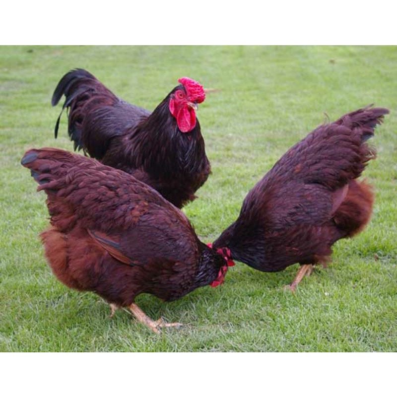 

TELUR AYAM RIR / RHODE ISLAND RED PURE LINE UNTUK DI TETASKAN