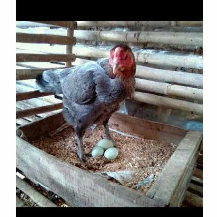 

TELUR AYAM BIRMA UNTUK DI TETASKAN