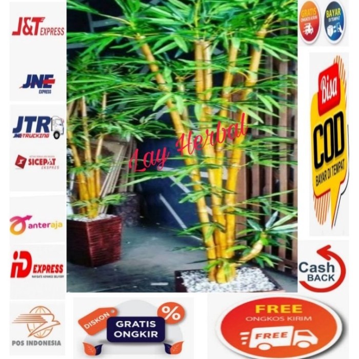 

Benih Bambu Kuning pengusir setan. . .