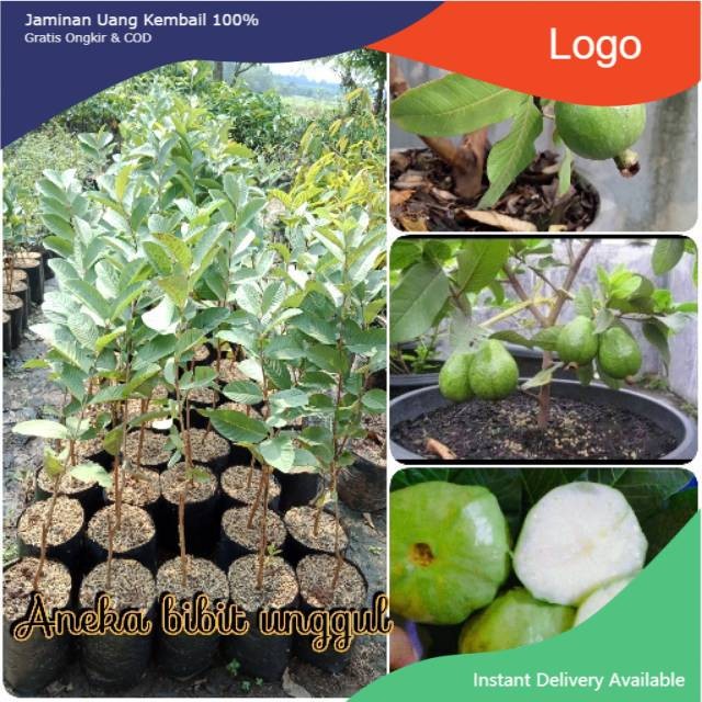 BIBIT BUAH JAMBU KRISTAL NON BIJI - BIBIT JAMBU KRISTAL TANPA BIJI - BIBIT JAMBU KRISTAL CANGKOK