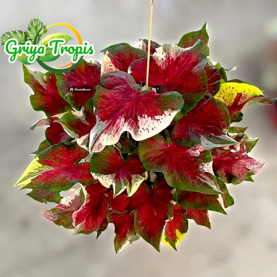 Caladium NPK Napakaw / Red Ceria / Red Kujang / White Angel / Keladi Koleksian Murah Bukan Bonggol /