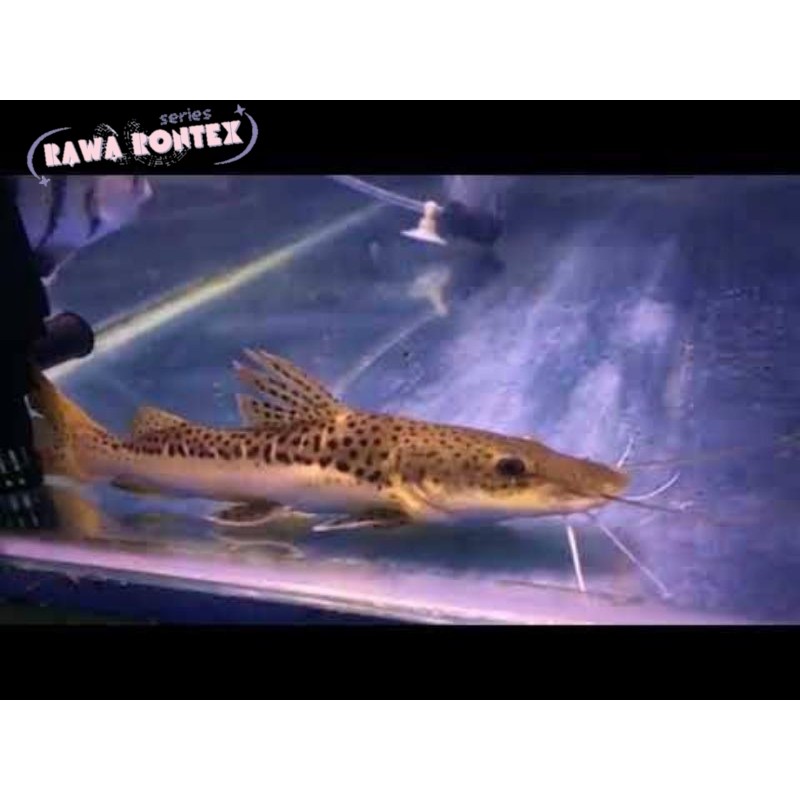 Pemanis akuarium ikan leopard catfish 13-15 cm cod