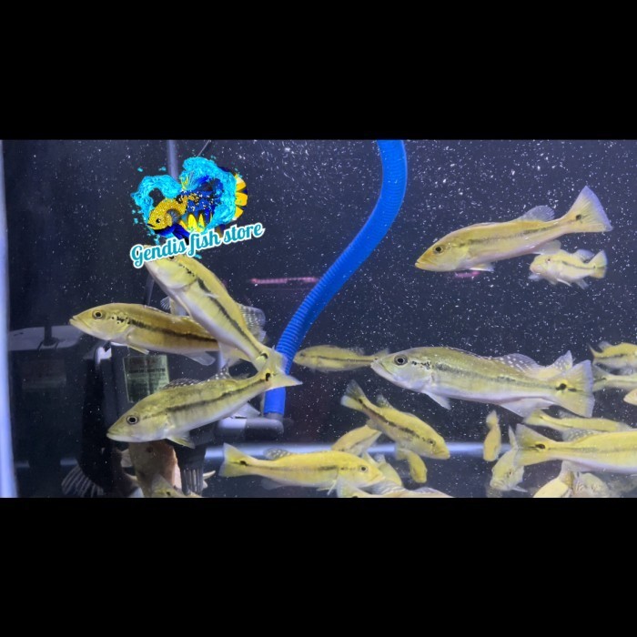 Tankmate aquarium Peacockbass intermedia 8-10 cm / pbass intermedia berkualitas