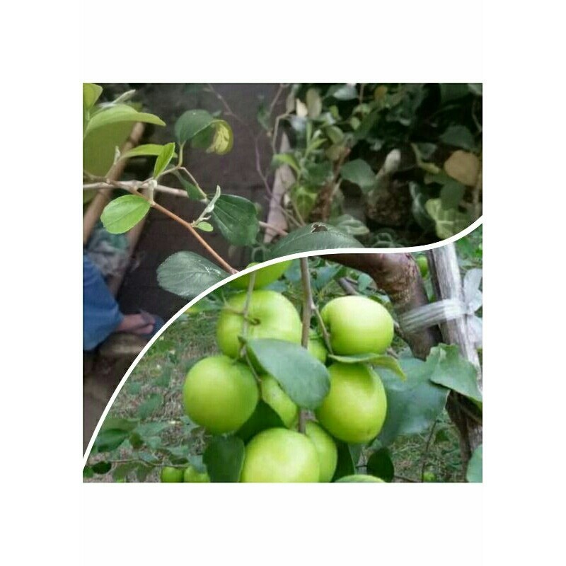 Bibit Tanaman Buah Apel Putsa Sudah Berbuah