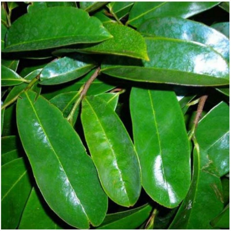 

promo BISA COD DAUN SIRSAK SEGAR#FRESH 1KGDAUN SIRSAK FRESH mega store ready