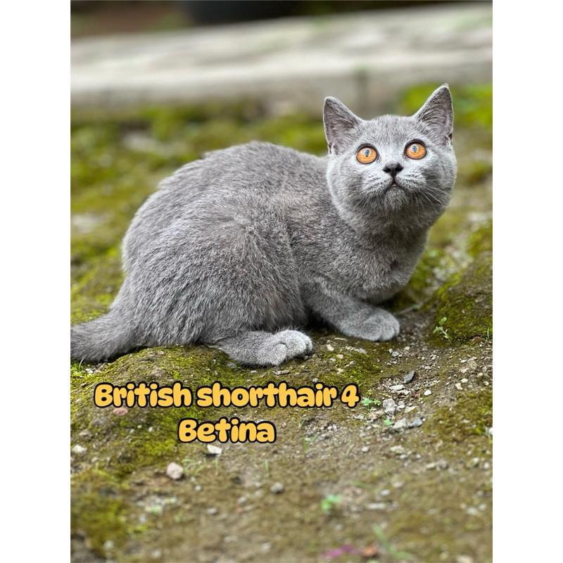 kucing British shorthair Munchkin dan mainecoon