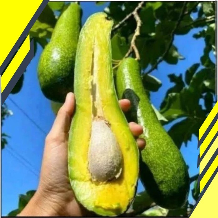 Fresshh bibit alpukat SAB 034 Super Asli Buatan Sendiri  Packing Biasa