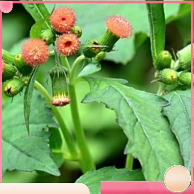 

Daun sintrong atau sintrong segar Kualitas Terbaik