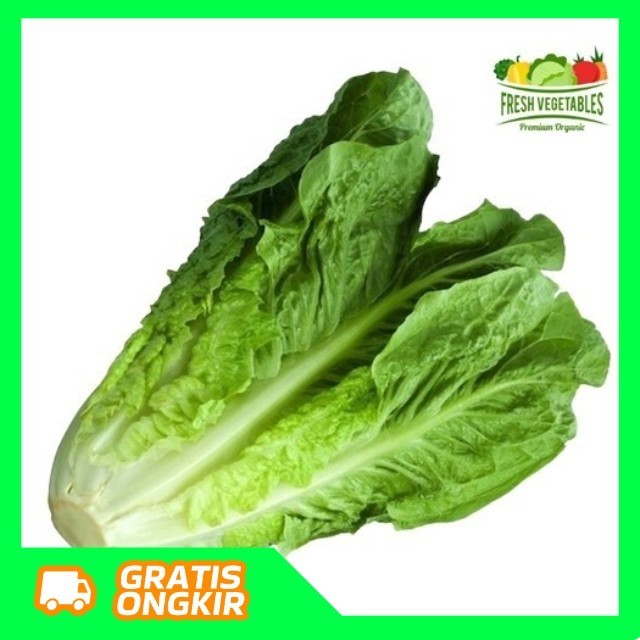 

Selada Romaine - Lettuce Romaine segar -BUMI99 #sayusegar #sayurbekasi #sayurtermurah