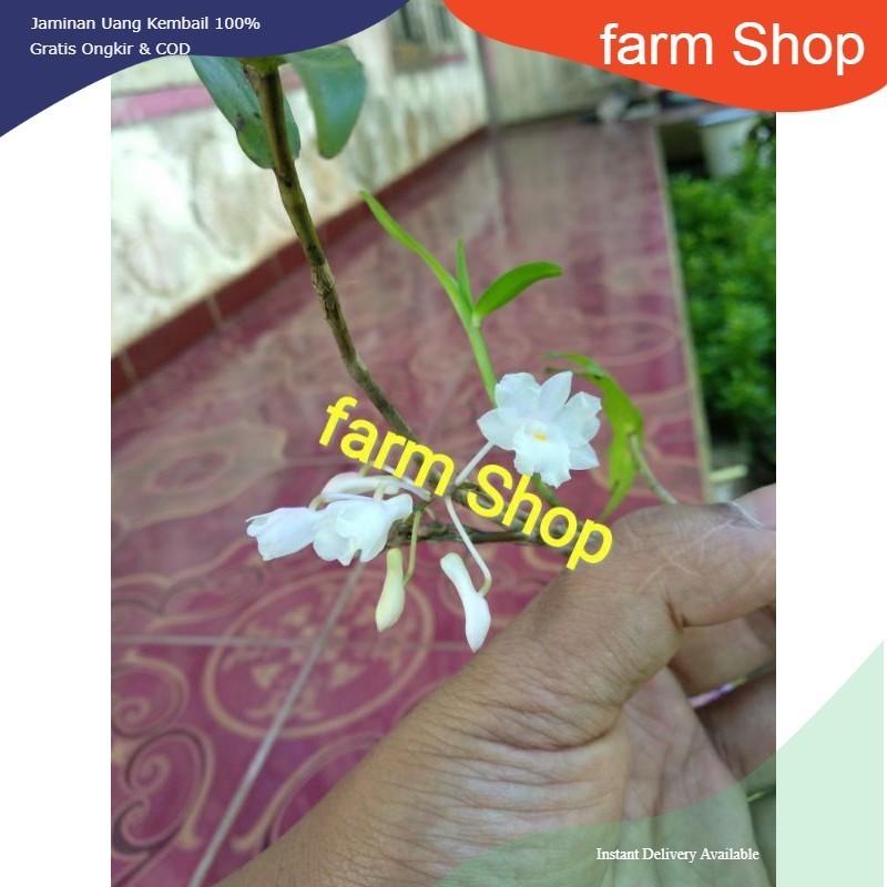 tanaman anggrek - anggrek hutan