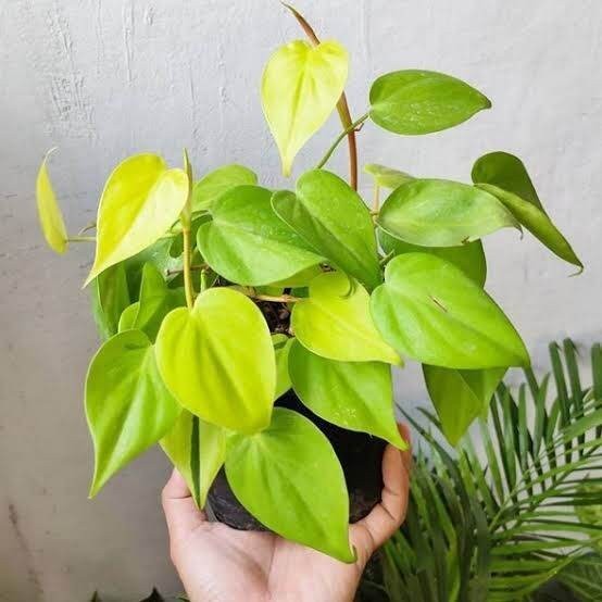 bunga gantung hidup menjuntai srigading kuning - bunga rambat hidup - sirih lemon
