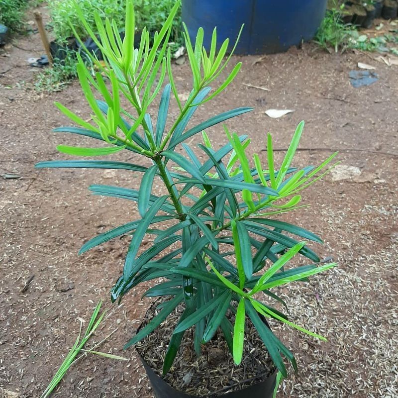 { BISA COD } tanaman hias lohansung taiwan pohon lohansung taiwan bibit bonsai lohansung taiwan