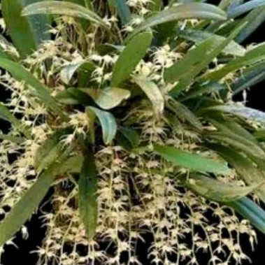 

Ready stok New bulbophylum flavescens bulbo flavescens anggrek spesies jawa