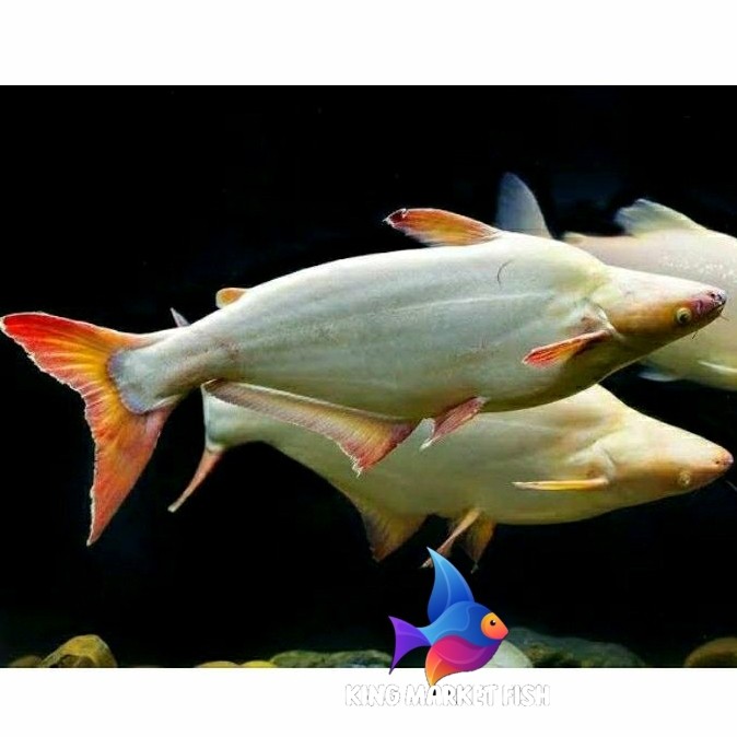Hiyasan aquarium Bibit Ikan Patin ALBINO Uk 7-9cm kingmarket