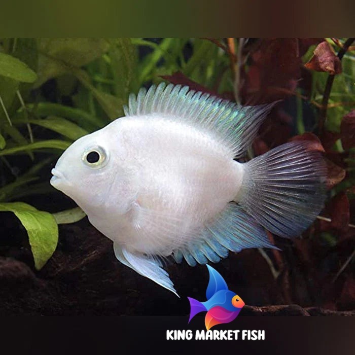 Hiyasan aquarium White/Platinum Polar Parrot Cichlid - Ikan Hias Aquarium kingmarket