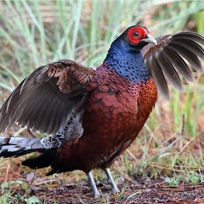 

Telur ayam hias ringneck hume's pheasant fertil siap ditetaskan