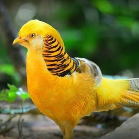 

Telur ayam hias ringneck yellow pheasant fertil untuk ditetaskan