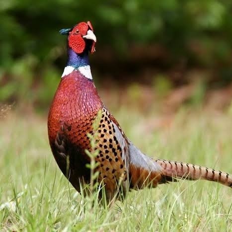 

Telur ayam ringneck pheasant green / telur ayam hias fertil siap tetas