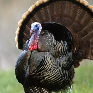 

Telur ayam kalkun jumbo fertil asli ditetaskan