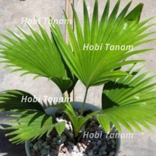 tanaman palem sadeng / palem kipas / bintang bibit palem kipas bibit palem sadeng bibt palem kipas b