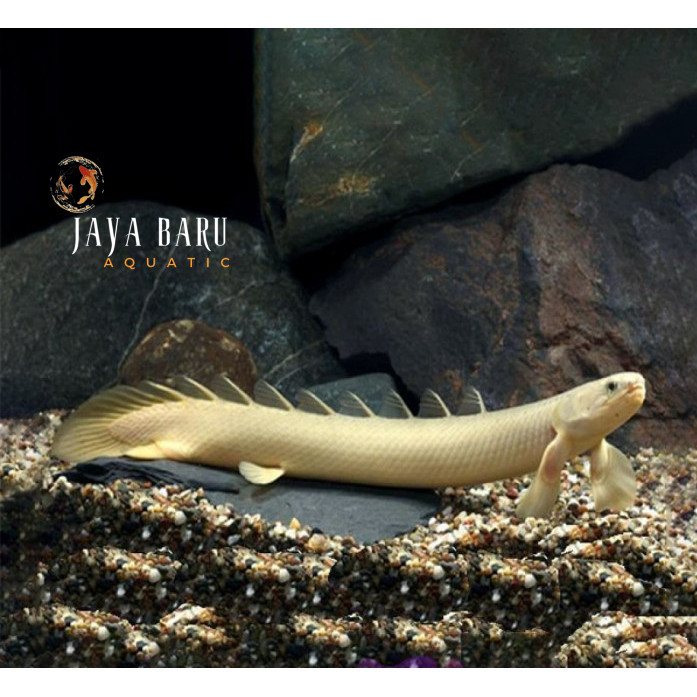 Perlengkapan akuarium Palmas Senegalus Naga Air 8-11 cnTawar / Ikan Predator / Ikan Hias Aquascape t