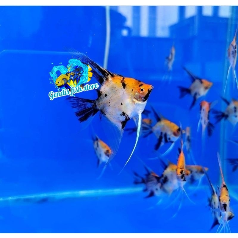 BIGSALE  Ikan Layang-Layang / Angelfish / Manfish Red Devil Koi murmer bergaransi