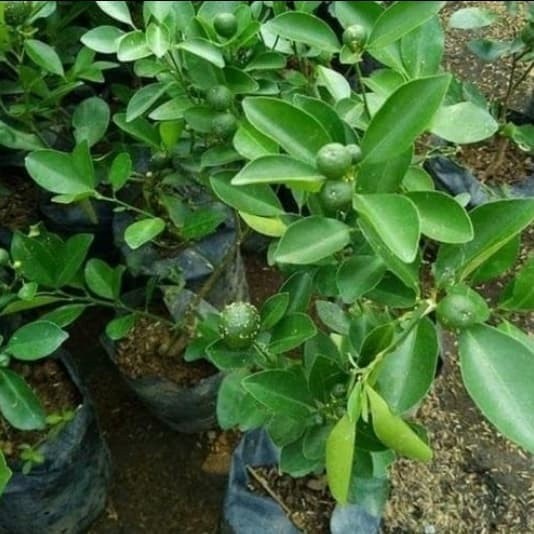 jual bibit jeruk sonkit/jeruk kunci/tanaman buah