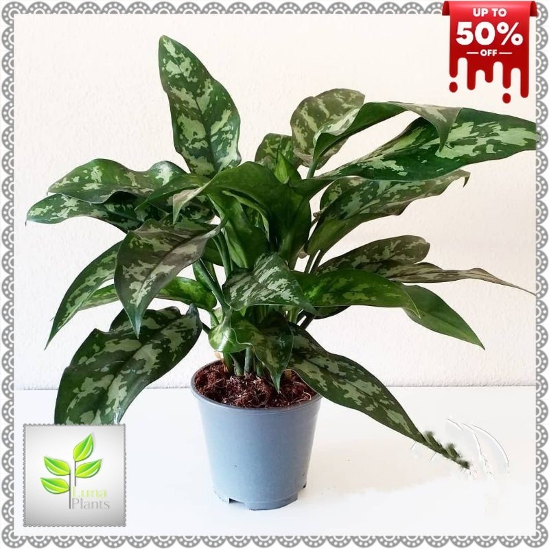 ( BISA COD ) Tanaman Hias Aglonema Srirejeki Army - Blanceng Sri Rejeki Armi / Bunga Hias Aglaonema 