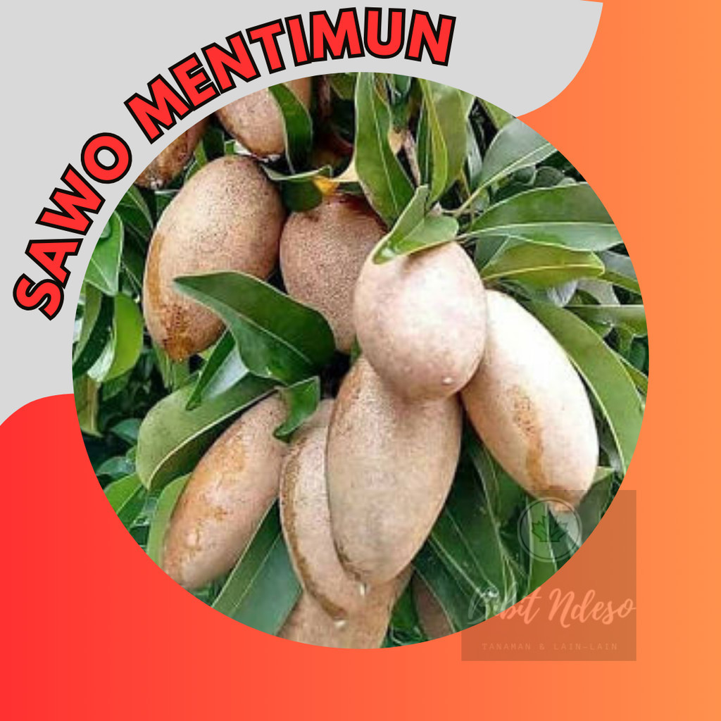 Bibit Tanaman Buah Sawo Mentimun sawo mentimun okulasi