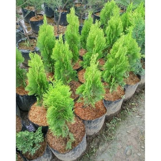 Bibit Cemara Kipas/Tanaman Cemara Kipas