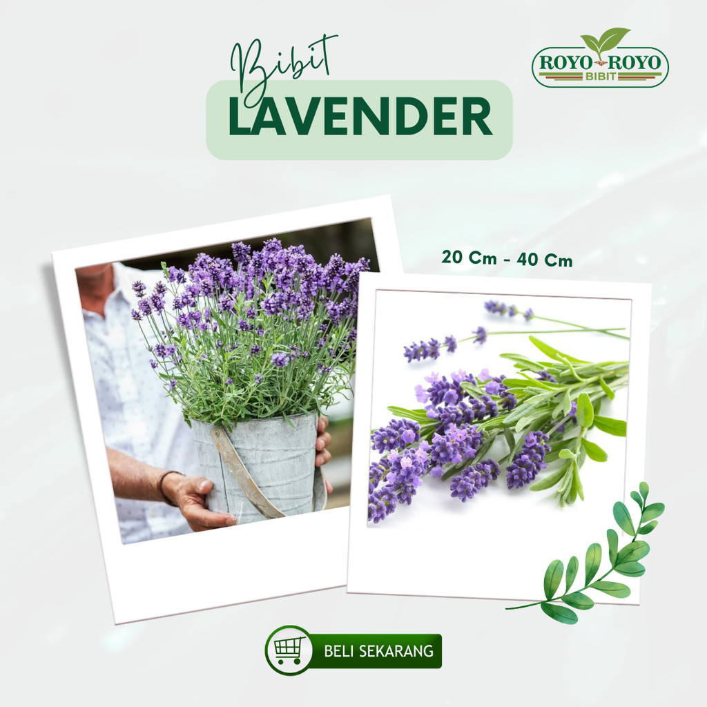 Bibit Bunga Lavender