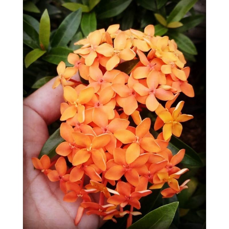 {BISA COD} tanaman asoka bunga orange pohon bunga asoka orange singapore tanaman bunga asoka oren