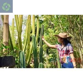 Tanaman Hias Kaktus Koboi Tinggi 2 Meter, Tanaman Hiasan Taman Kaktus