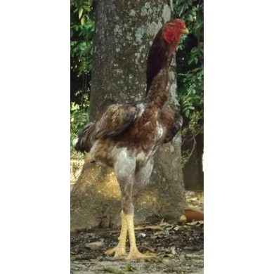 

TELUR AYAM KINGGOR / king GORILA SUPER UNTUK DI TETASKAN