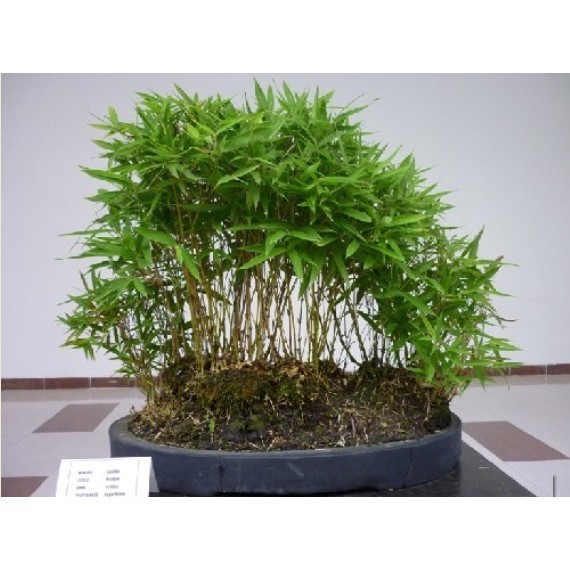 

Promo Tanaman Hias Bambu Micro Thailand . .