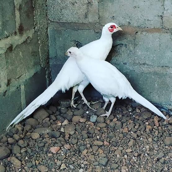 

Telur ayam hias ringneck white pheasant fertil asli