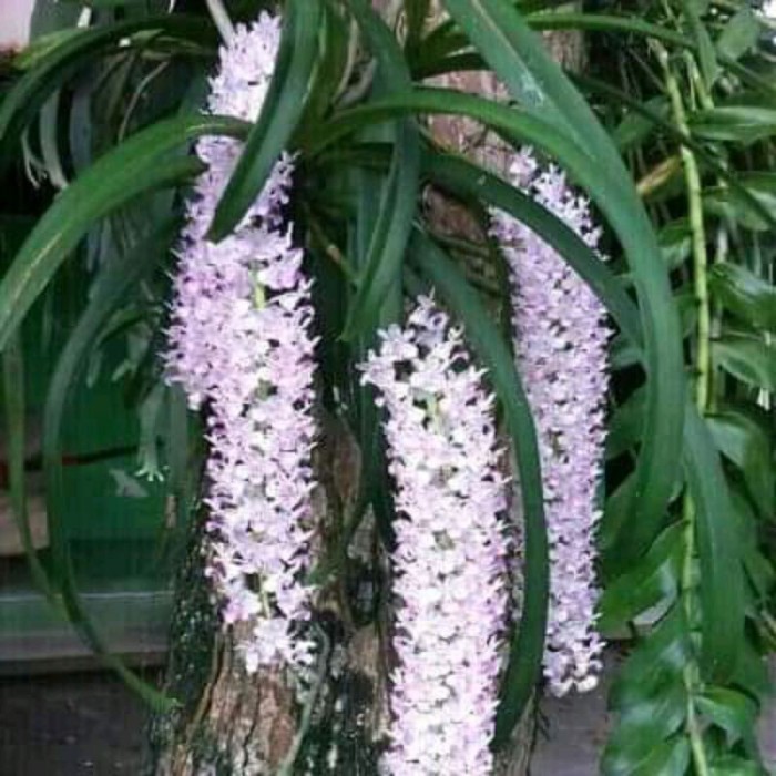 

silahkan Anggrek ekor tupai / Rhynchostylis retusa
