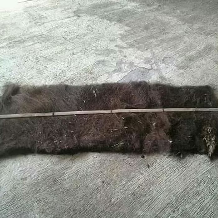 IJUK KAKABAN IKAN MEDIA TELUR IKAN